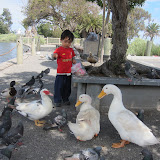 Ducks - May 28, 2011