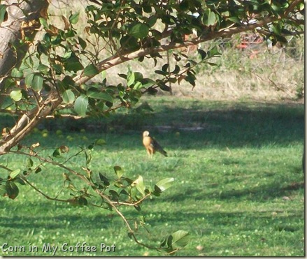 HAWK 2 cropped