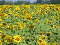 Słoneczniki Photo Słoneczniki Photo