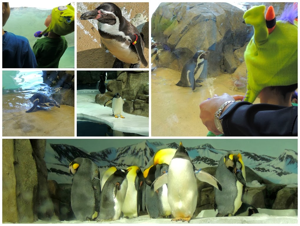 [penguins%255B3%255D.jpg]