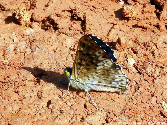 Riodinini : Lasaia agesilas (LATREILLE, [1809]), verso. Pitangui (MG, Brésil), 9 mai 2011. Photo : Nicodemos Rosa