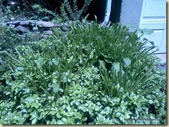 Hosta Eaten by the Deer