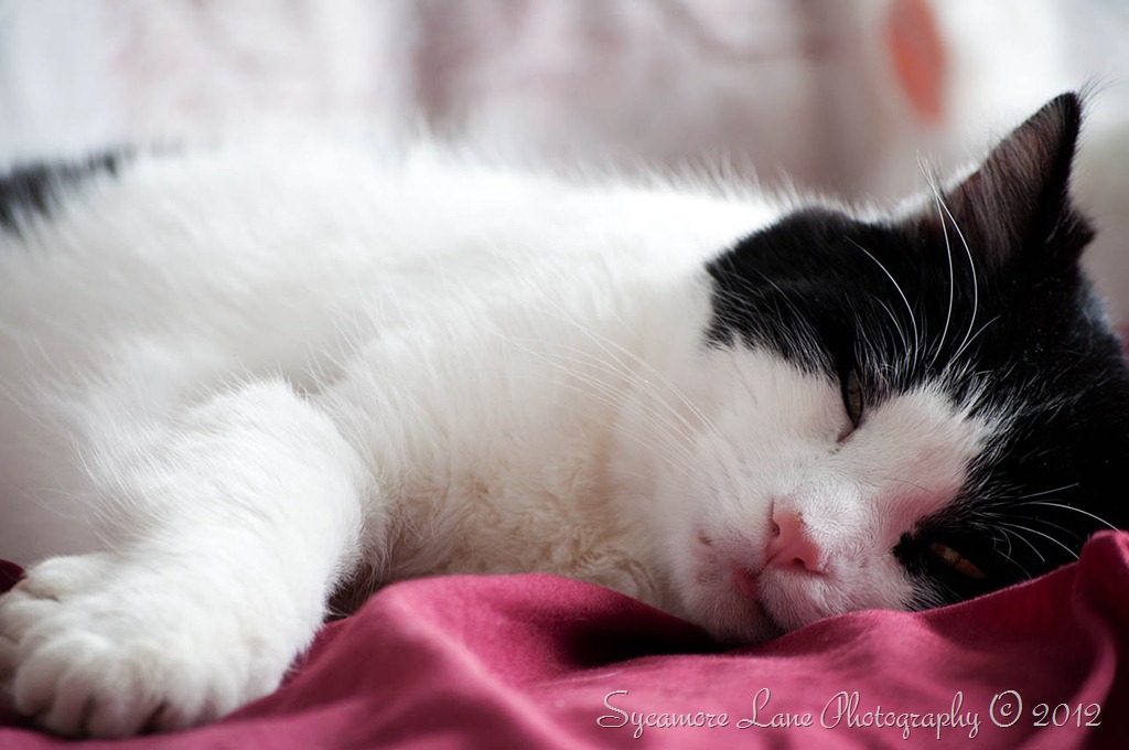 [bob%2520cat-w%255B11%255D.jpg]