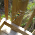 Orchard Orbweaver