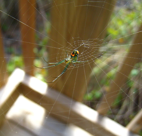 Spotting Image 1