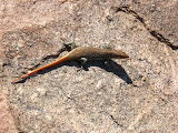 A cool lizard. Transition to Madagascar - 076.jpg