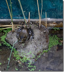 aquarium