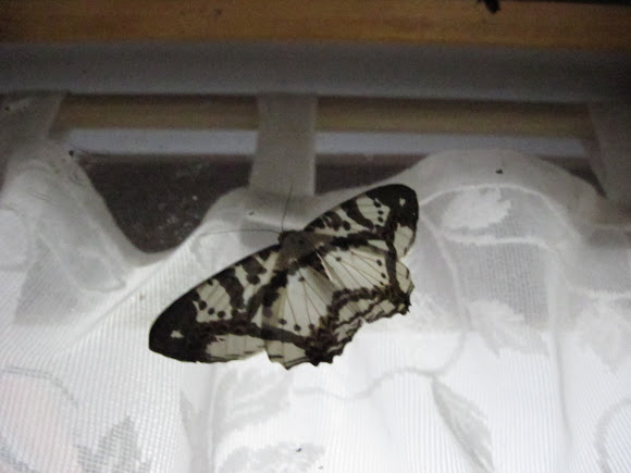 Spotting Image 1