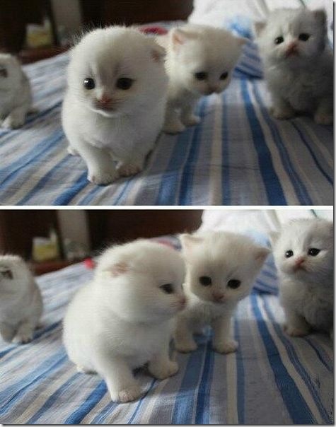 funny-animals-haha-28