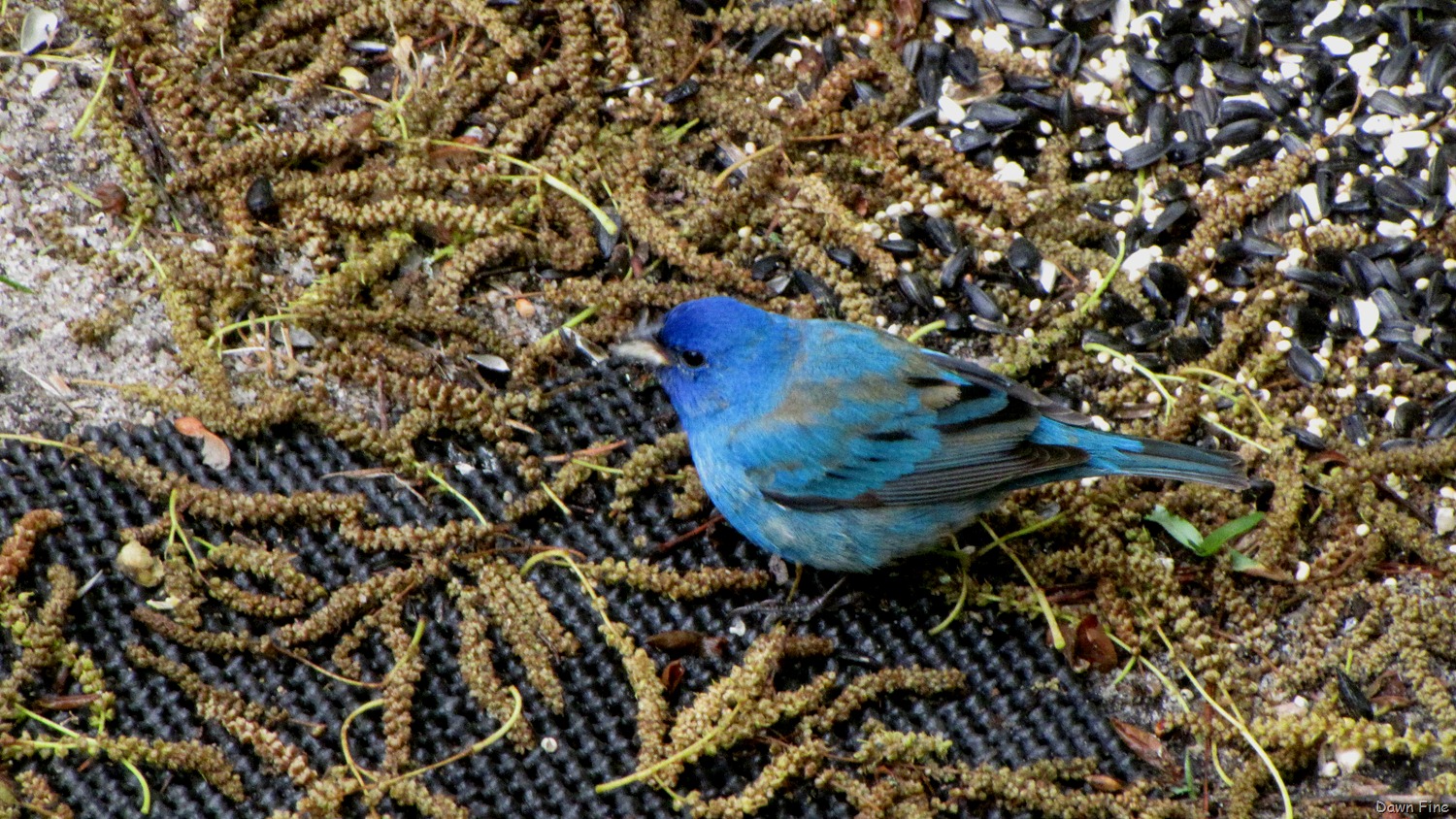 [Bluetiful_011%255B2%255D.jpg]