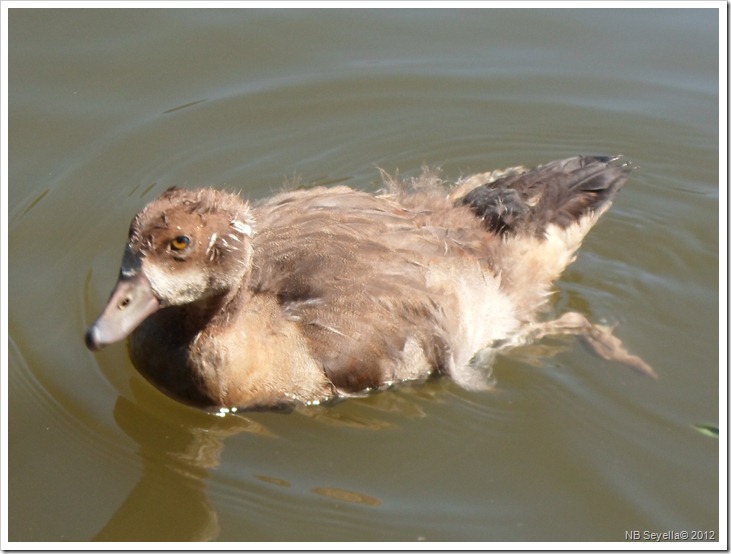 SAM_1824 Egyptian Goose