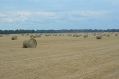 hay3 006