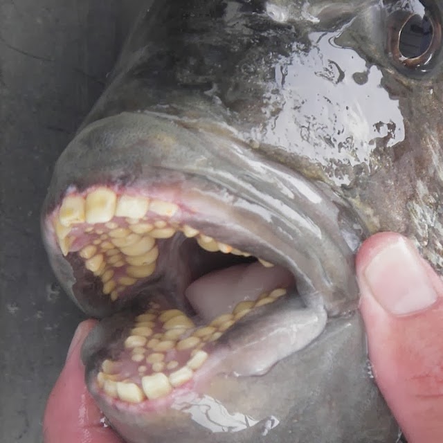 sheepshead-fish-2 sheepshead-fish-2