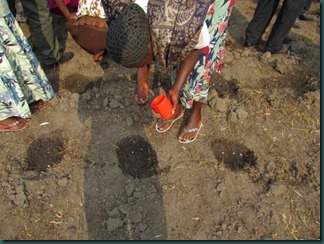 Planting maize seeds