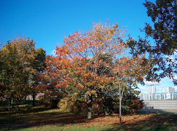 Tervasaari park in autumn