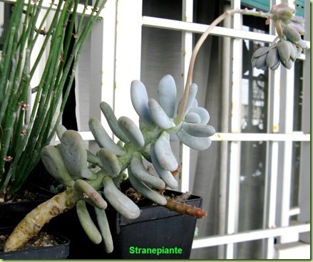 Pachyphytum oviferum succulenta