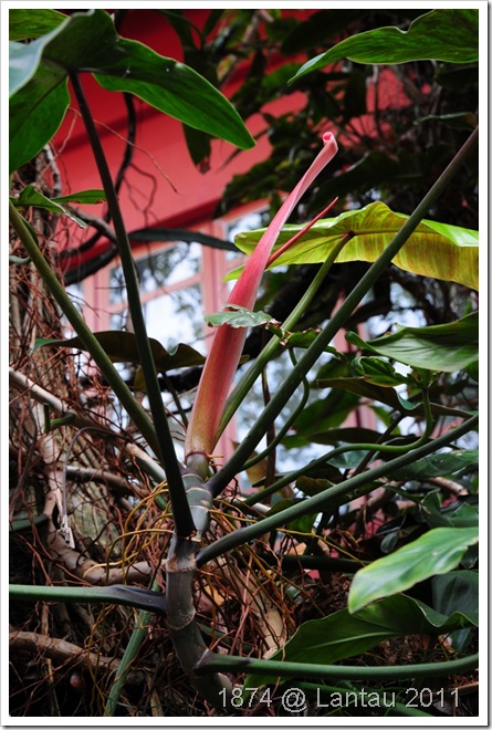 DSC_0547 DSC_0547