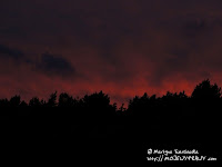 Puszcza Notecka podświetlona zmrokiem...