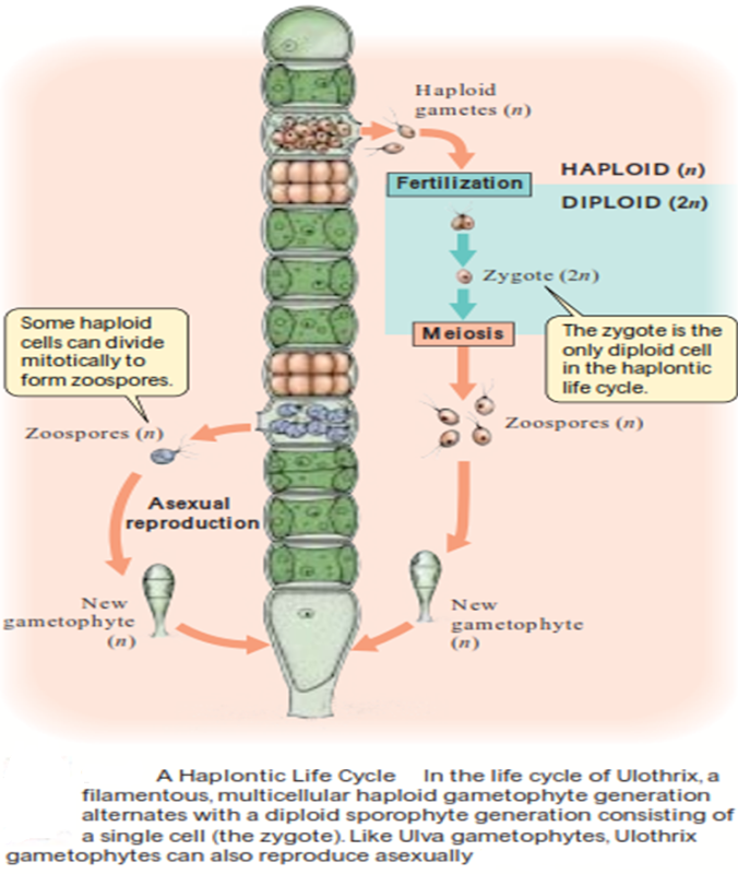 Ulothrix life cycle