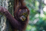 Orang Utan - Sepilok, Malaysia