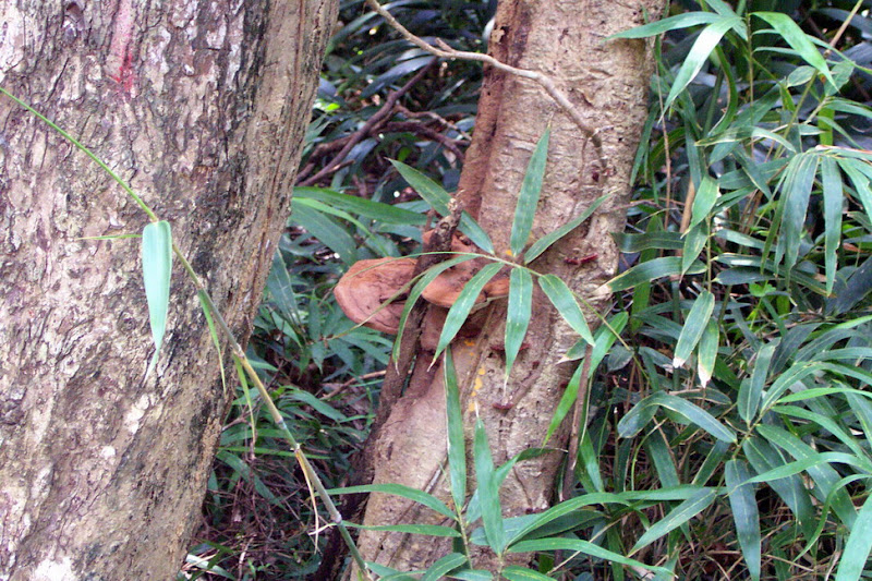 20060819_22_kenting_149.jpg