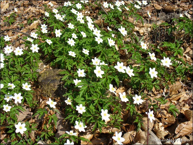 Blumen 004