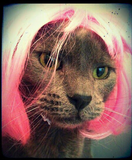 Purring and Pink! Purring and Pink!