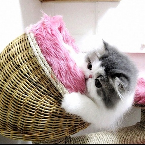 [hope-cat-instagram-17%255B2%255D.jpg]