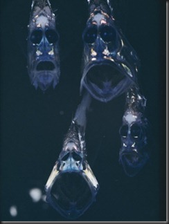 hatchetfish2 hatchetfish2