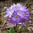 Himalayan primrose