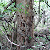 Beidler Forest 006.jpg