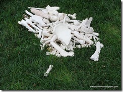 Display of Bones to Bring Awareness of Genocide and Holocaust