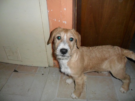 Canela (5) Canela (5)