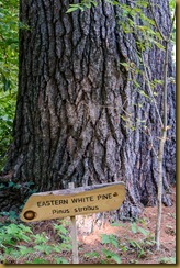 Eastern White Pine - Pinus sirobus