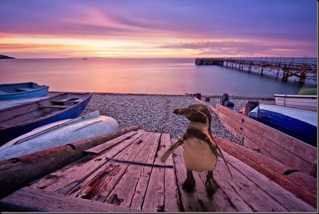 Dippy at Totland Bay (2)