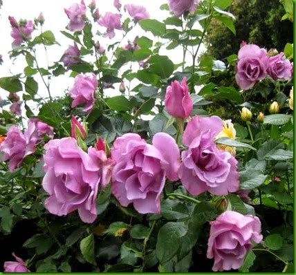 Rosa Intermezzo Rosa Intermezzo