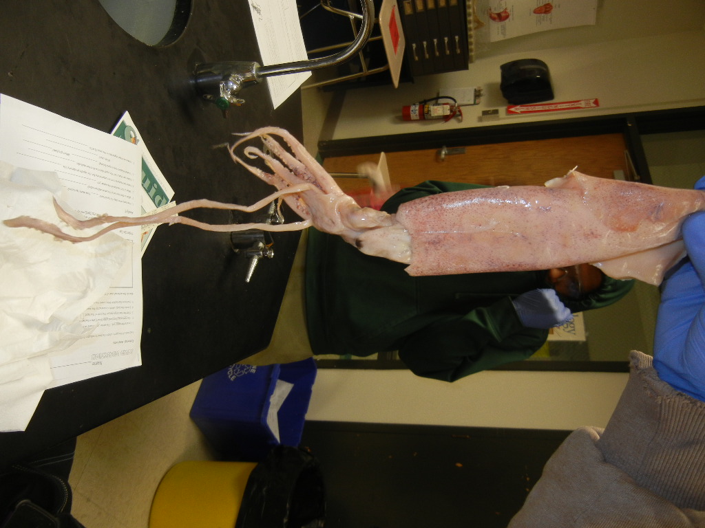 squid_external (4).JPG