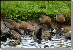 Slimbridge WWT - Rain Slimbridge WWT - Rain