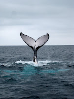 Lotsa whales!