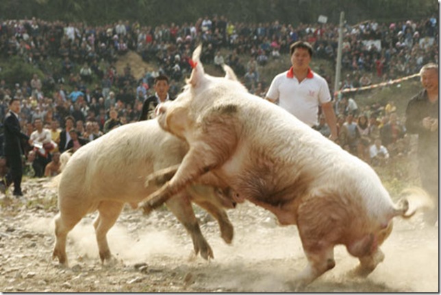 pigs, fight, fighting pigs
