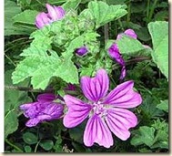 Malva-sylvestris Malva-sylvestris