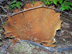 california_sequoia