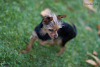 Lil Lucy striking a pose