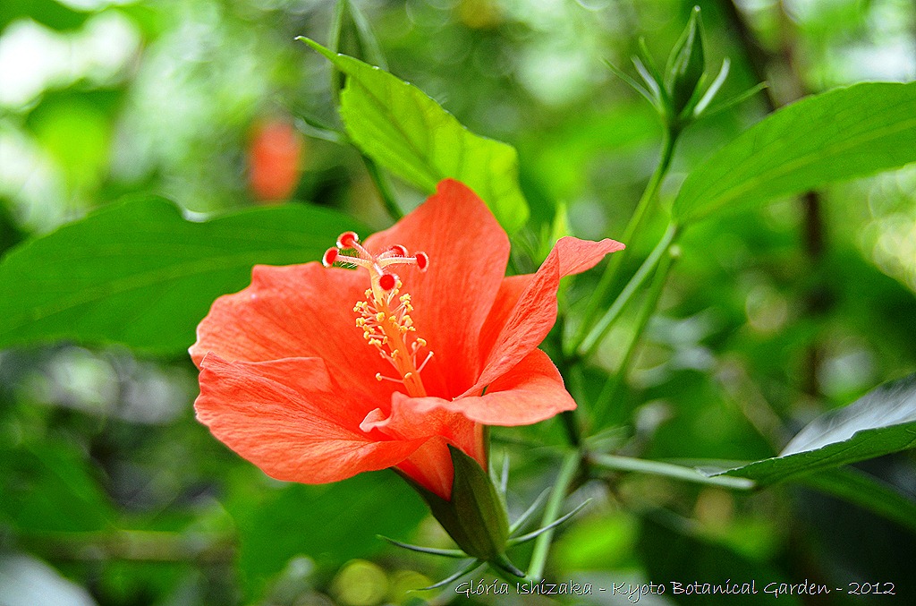 [Gl%25C3%25B3ria%2520Ishizaka%2520-%2520%2520%2520Kyoto%2520Botanical%2520Garden%25202012%2520-%25201%255B3%255D.jpg]