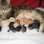 Gilbert with his 6 sibllings and Mom Ripple Photo © Jean Thompson/Jennifer Sable Ripple litter 1-12 041.jpg