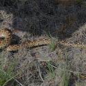 Bull Snake