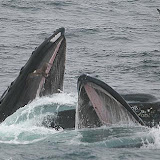 Bubble-feeding humpback whales