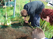 Planting school garden 021.jpg
