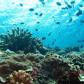 Bunaken National Park bunaken reef.jpg