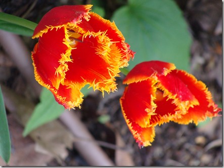 Jardin des Plantes- Toulouse